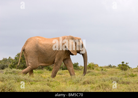 Ausführen von afrikanischen Elefanten, Südafrika / Loxodonta Africana Stockfoto