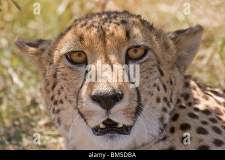 Porträt eines Geparden / Acinonyx Jubatus Stockfoto