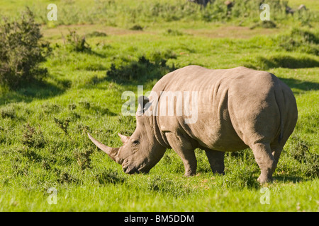 Essen, Breitmaulnashorn, Südafrika / Ceratotherium Simum Stockfoto