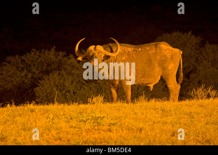 Afrikanischer Büffel in der Nacht, Südafrika / Syncerus Caffer Stockfoto