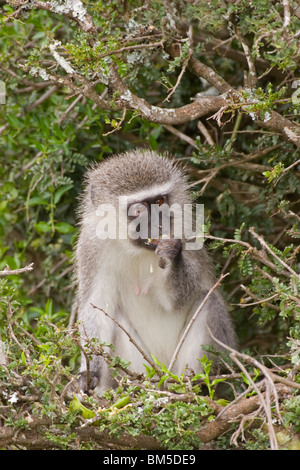 Vervet Affen, Südafrika / grüne Aethiops Stockfoto