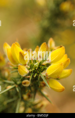 Gelben Blüten der gemeinsamen Stechginster (Ulex Europaeus) im englischen Frühling. Stockfoto