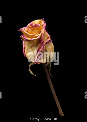 Verwelkte Rose auf schwarzem Hintergrund isoliert. Stockfoto