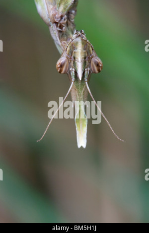 Conehead mantis Stockfoto