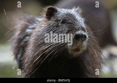 Nutrias Stockfoto