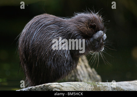 Nutrias Stockfoto