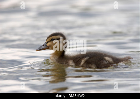 junge Stockente Stockfoto