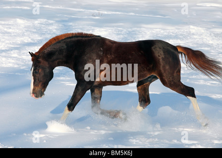 Traber Bucht auf einem Hintergrund von einem Winter-Holz Stockfoto