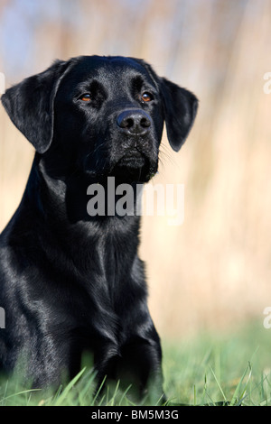 Labrador Retriever Stockfoto