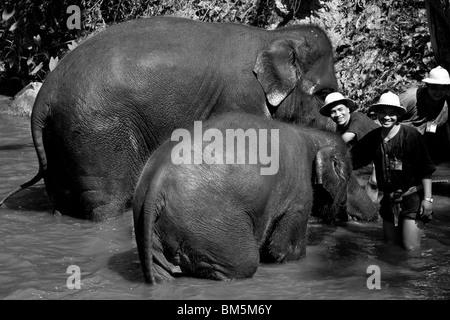 Elefanten waschen im Fluss, Maesa Elephant Camp, Chiang Mai, Thailand Stockfoto