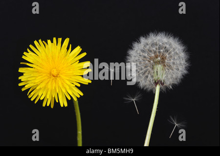 Löwenzahn Taraxacum Officinale Blüte und Samen-Leiter Stockfoto
