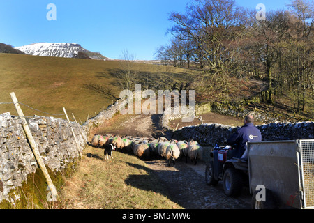 Ein Landwirt Herden seine Schafe eine Gasse in der Nähe von Pen-Y-Gent, Yorkshire Dales UK Stockfoto