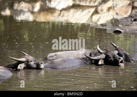 Wasserbüffel auf braunen See versinken Stockfoto