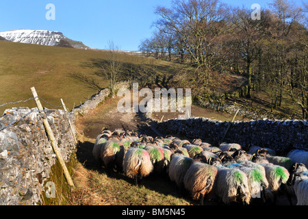 Schafe sind eine Gasse in der Nähe von Pen-Y-Gent, Yorkshire Dales UK angetrieben. Stockfoto