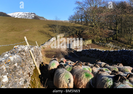 Schafe sind eine Gasse in der Nähe von Pen-Y-Gent, Yorkshire Dales UK angetrieben. Stockfoto