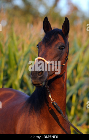 Paso Fino (Equus Ferus Caballus), Portrait. Stockfoto