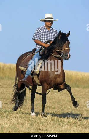 Paso Fino (Equus Ferus Caballus) mit Fahrer auf den Tölt. Stockfoto