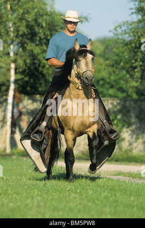 Paso Fino (Equus Ferus Caballus) auf den Tölt mit Fahrer. Stockfoto