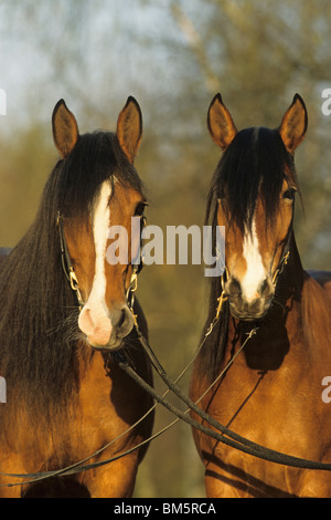 Paso Fino (Equus Ferus Caballus), Porträt von zwei Stuten. Stockfoto