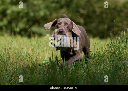 Weimaraner auf Kaninchenjagd Stockfoto