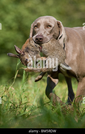 Weimaraner auf Kaninchenjagd Stockfoto