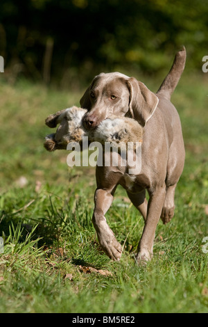 Weimaraner auf Kaninchenjagd Stockfoto