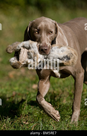 Weimaraner auf Kaninchenjagd Stockfoto