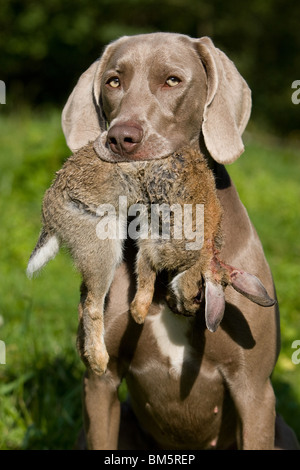 Weimaraner auf Kaninchenjagd Stockfoto