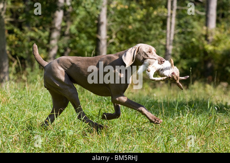 Weimaraner auf Kaninchenjagd Stockfoto