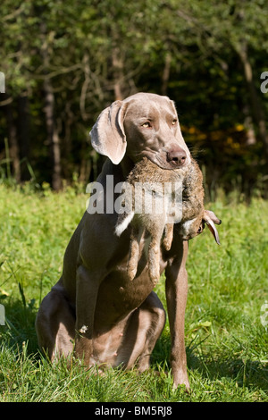 Weimaraner auf Kaninchenjagd Stockfoto