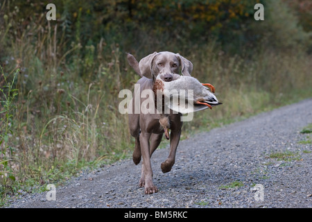 Weimaraner auf Entenjagd Stockfoto