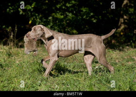 Weimaraner auf Kaninchenjagd Stockfoto