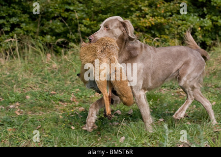 Weimaraner auf Fuchsjagd Stockfoto