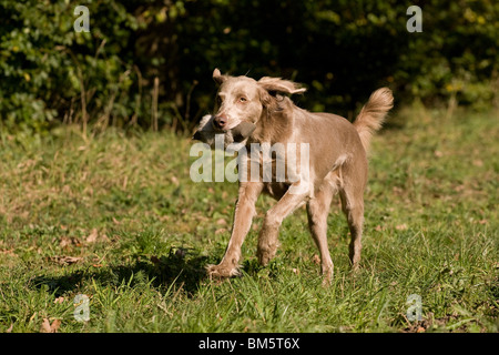 Weimaraner bei der Jagd Stockfoto