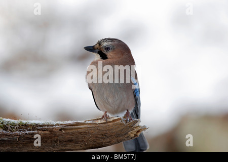 Eichelhäher Garrulus, Glandarius, Eurasien, Jay, Häher, Stockfoto