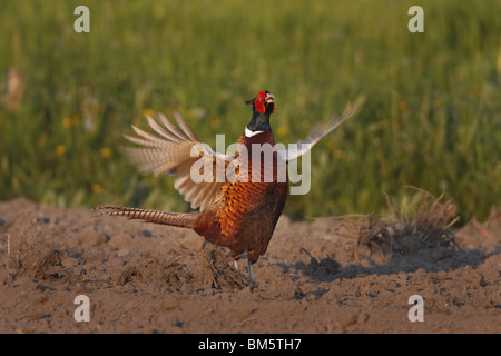 Fasan, Phasianus, Colchicus, Common, Fasan Stockfoto