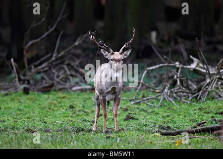 Dama, Dama, Damhirsch, Damhirsch Stockfoto