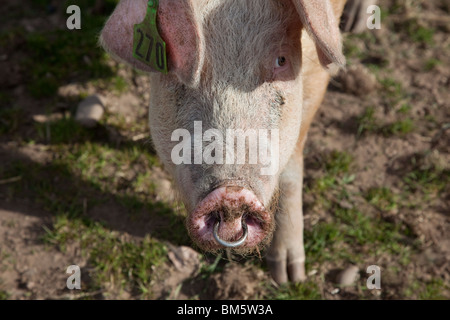 Duroc-Schweine, die für Marks & Spencer unter Aufsicht gezüchtet werden. 100 % Briten, im Freien gezüchtet, RSPCA Assured von M&S Select Farms Arbroath, UK Stockfoto