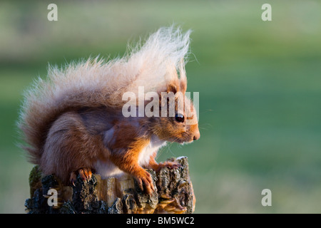 Schottische wild red Squirrel, Sciurus vulgaris, stillen im Vogel Tabelle, Schottland, Großbritannien Stockfoto