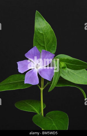 Vinca großen allgemein bekannt als große Immergrün und größere Immergrün und blauen Immergrün Stockfoto