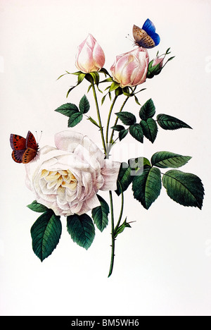 Teerose rosa weiß Stockfoto