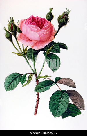 Rosa muscosa Stockfoto