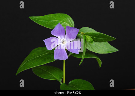 Vinca großen allgemein bekannt als große Immergrün und größere Immergrün und blauen Immergrün Stockfoto