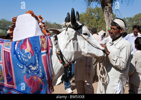Indischer Mann mit seinem großen Ochsen. Nagaur Viehmarkt. Rajasthan. Indien Stockfoto