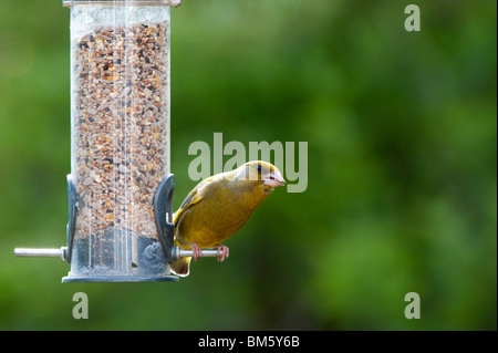 Zuchtjahr Chloris. Männlichen europäischen Grünfink Fütterung auf ein Futterhäuschen für Vögel Samen Stockfoto