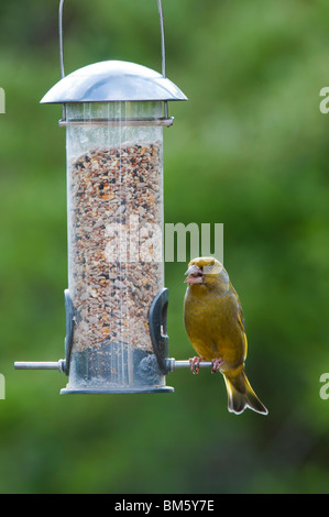 Zuchtjahr Chloris. Männlichen europäischen Grünfink Fütterung auf ein Futterhäuschen für Vögel Samen Stockfoto