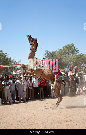 Kamel tanzen. Nagaur Viehmarkt. Rajasthan. Indien Stockfoto