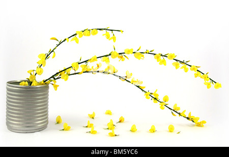 Blühender Zweig des Baumes mit gelben Blüten Stockfoto
