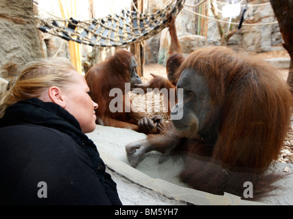 Orang-Outang, Orang-Utan, Affe im Zoo. Stockfoto