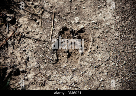 Wildschwein Fußspuren im Schlamm horizontale 106090 Spain10 Stockfoto